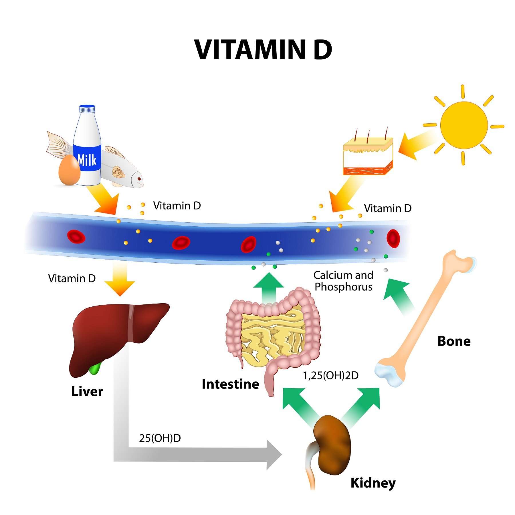 Где происходит синтез витаминов. Синтез витамина д в организме. Схема синтеза витамина д3. Синтез витамина д в организме человека. Синтез витамина d3.