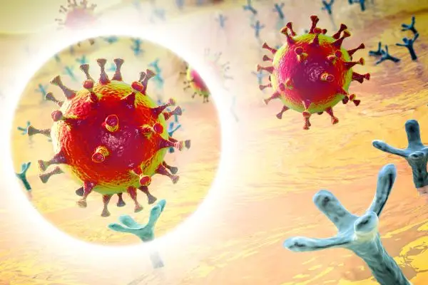 SARS-CoV-2 viruses binding to ACE-2 receptors on a human cell, the initial stage of COVID-19 infection.
