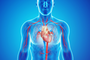 An AI generated rendering of the male cardiovascular system.