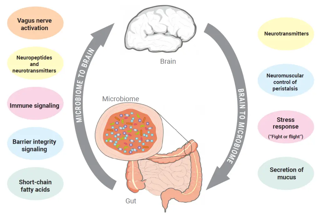 A simplified diagram illustrating the communication between the gut microbiome and brain. (Source: Toribio-Mateas; 2018)