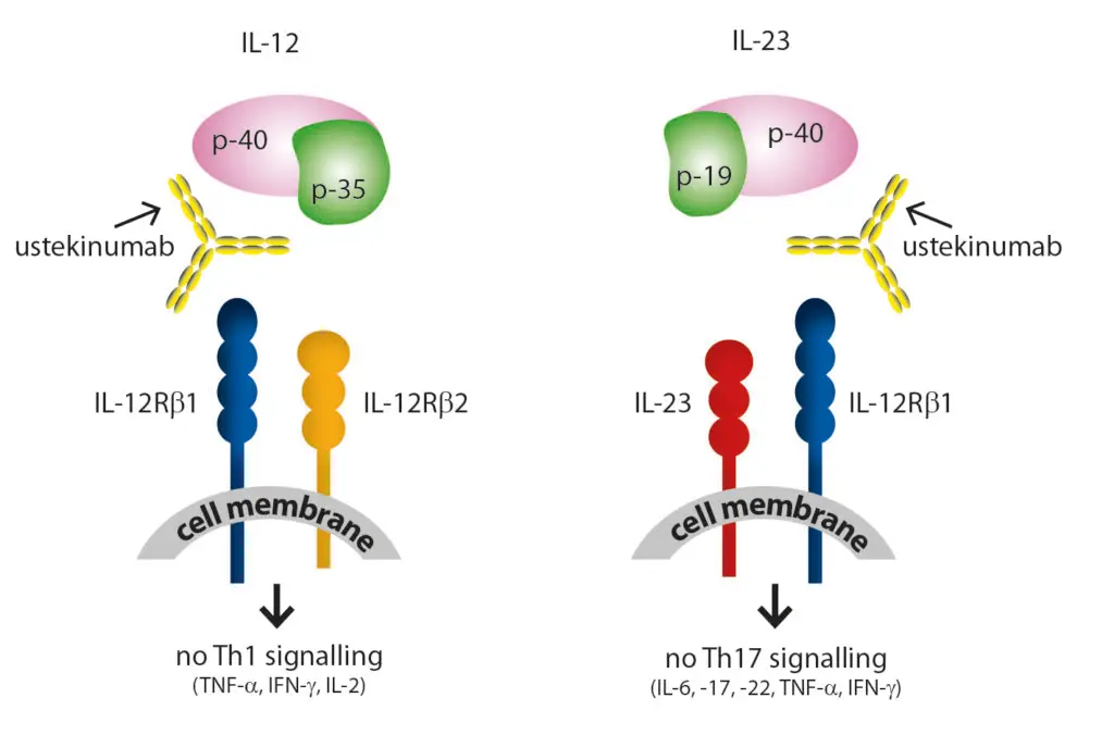 An illustration of Interleukin-12 and Interleukin-23.