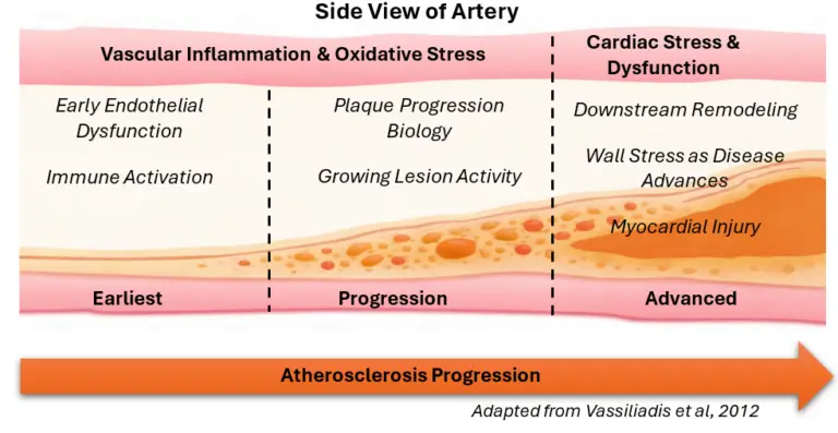 A side view of an artery with plaque buildup, illustrating the three cardiac stages.